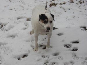 Pogo and Snow...he loves it!