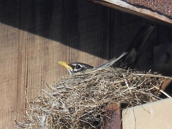 Mamma tends her nest.
