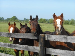 picture import May 2015 to September 15,2015 087