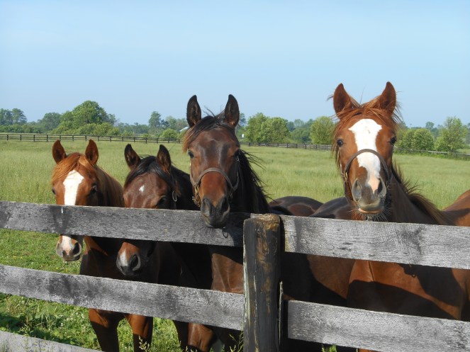 picture import May 2015 to September 15,2015 087